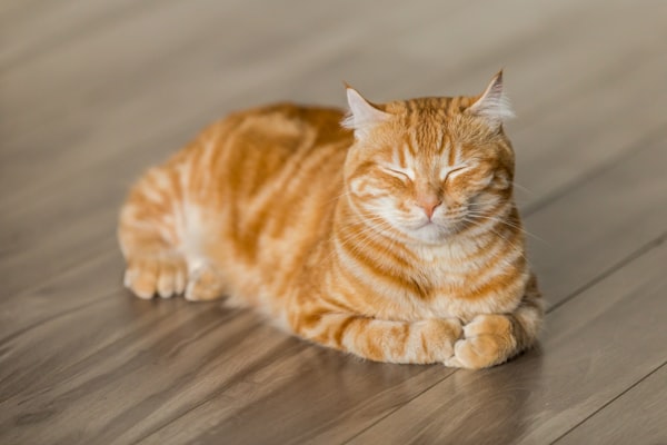 猴子表达情感瞬间